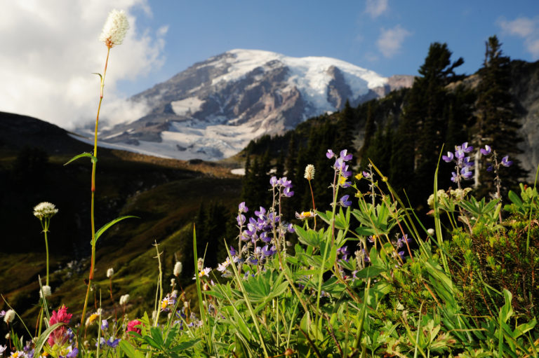 Mount Rainier wildflowers during the summer (Photo Courtesy: Visit Rainier and Deby Dixon)