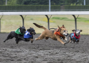 Wiener Dogs Racing