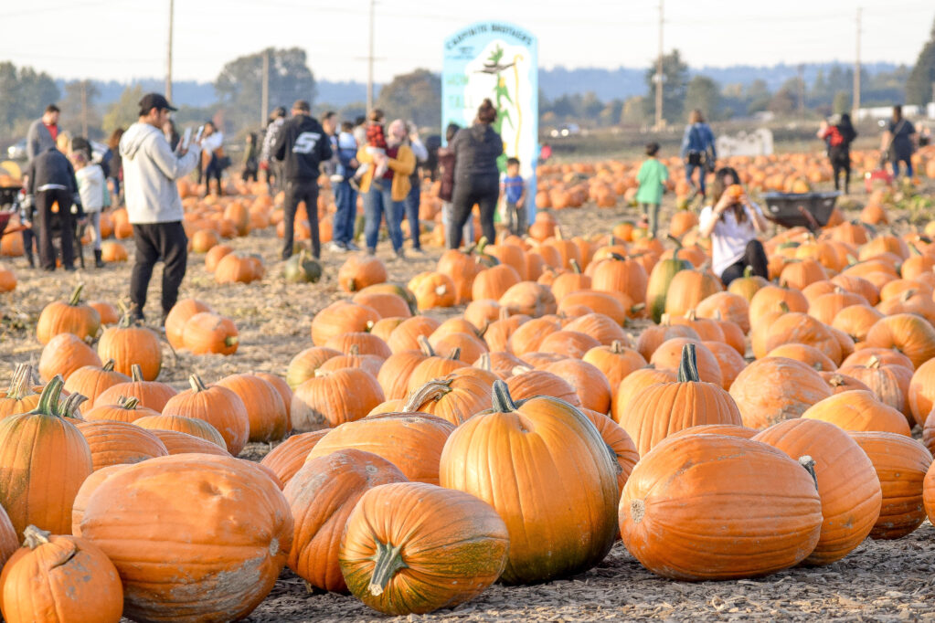 photo of pumpkins and atendees during the Carpinito Brothers Pumpkin Patch events in Kent, WA