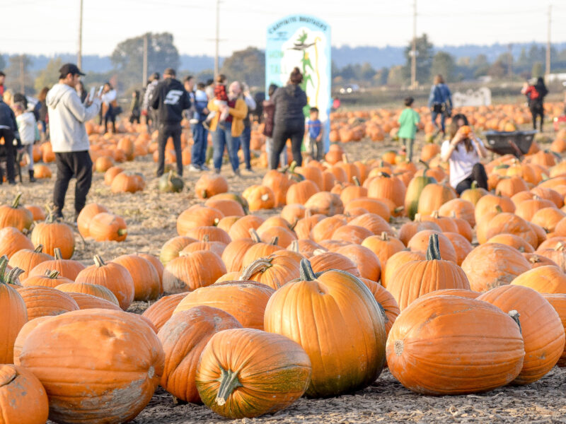 Heading to Carpinito Bros in Kent, Washington is one of Five eco-friendly activities you can do in the area this fall. 