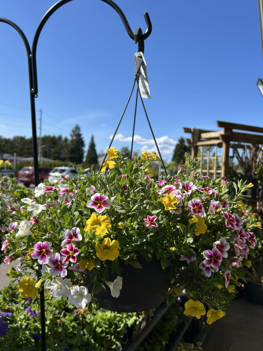 Photo of a outdoor hanging plant with blooming pink and yellow flowers at Kent East Hill Nursery - Escape to Kent East Hill Nursery for Greens, Gifts, Good Vibes