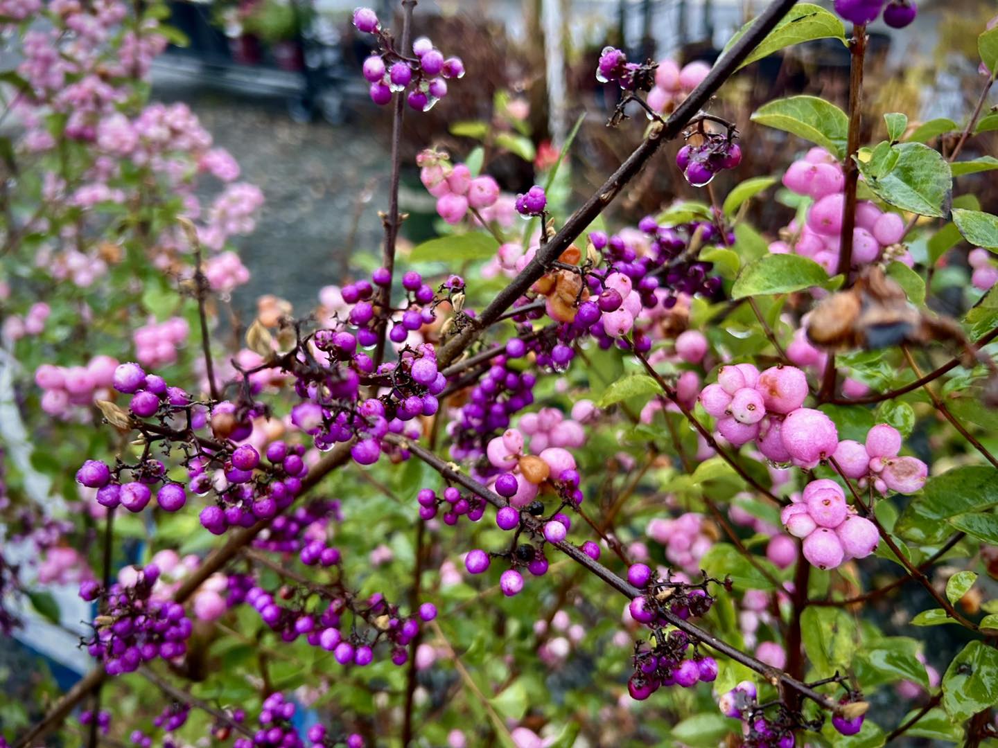 Photo of snowberries